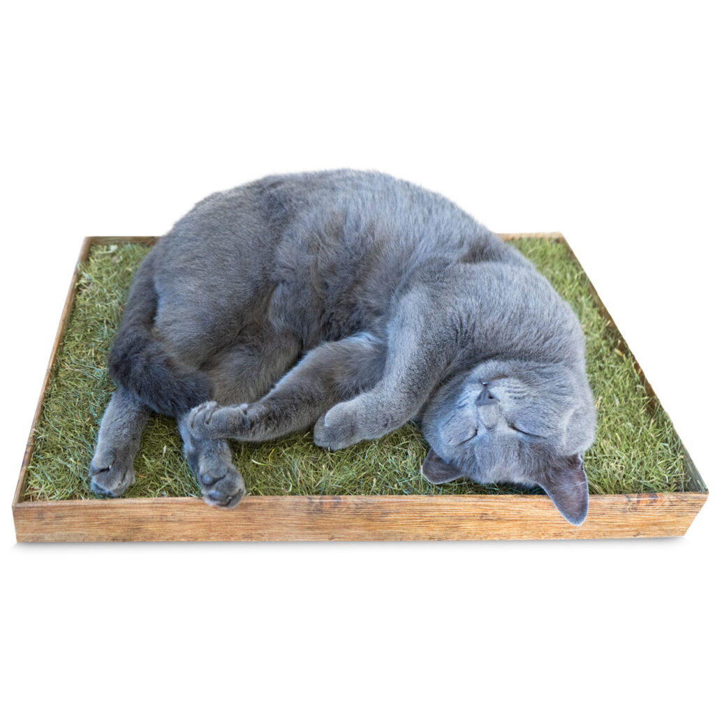 JR CAT “BACK TO INSTINCT” PIECE OF NATURE RELAX MEADOW 100% ΦΥΣΙΚΟ ΑΠΟΞΗΡΑΜΕΝΟ ΓΡΑΣΙΔΙ ΒΙΟΔΙΑΣΠΩΜΕΝΟ